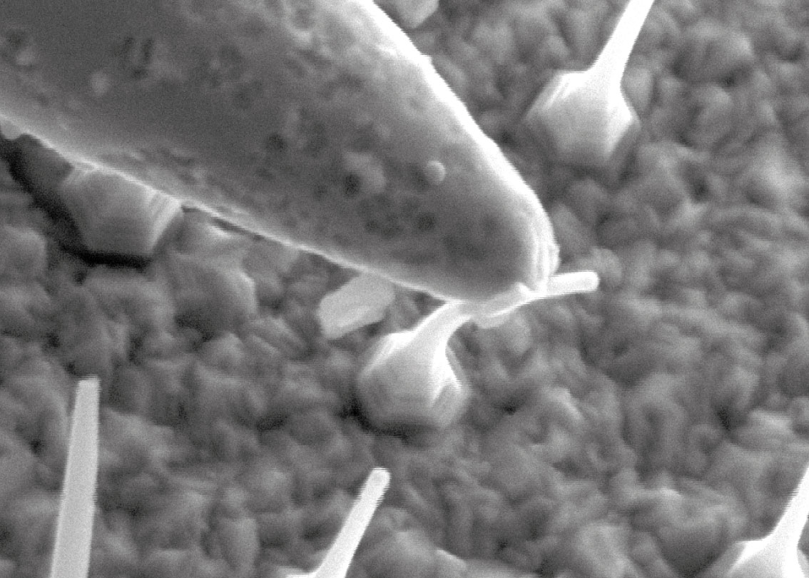 Nanomanipulation of individual nanowires using electrostatic forces in-situ SEM